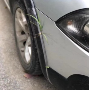 武汉惊现车上长草,专家称后果让你想不到……车辆长期不开要注意